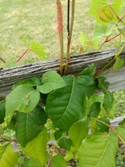 Toxicodendron radicans