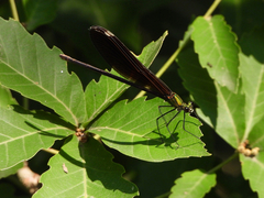 Atrocalopteryx atrata