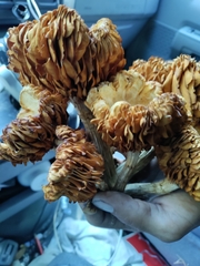 Gymnopilus palmicola