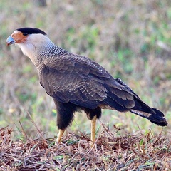Caracara plancus