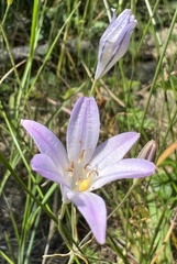 Triteleia peduncularis