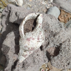 Tonnoidea