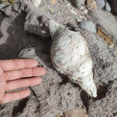 Tonnoidea