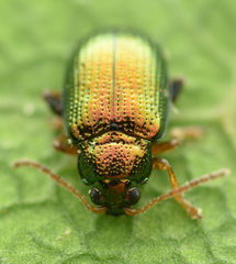 Crepidodera fulvicornis