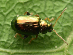 Crepidodera fulvicornis