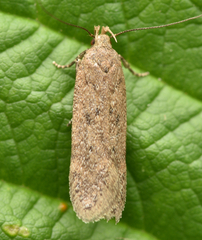 Bryotropha terrella