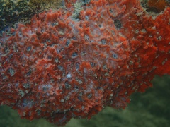 Clathria echinata