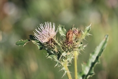 Cirsium osterhoutii