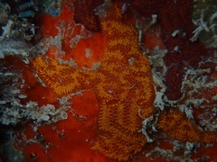 Black Synascidia photo 1