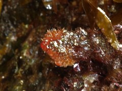 Boltenia villosa