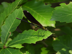 Atrocalopteryx atrata