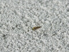 Chrysopilus tomentosus