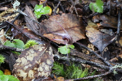 Corybas acuminatus