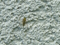 Chrysopilus tomentosus