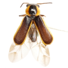 Attalus circumscriptus