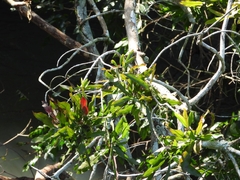 Pouteria gardneriana