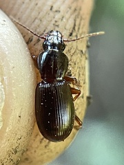 Pterostichus pumilus