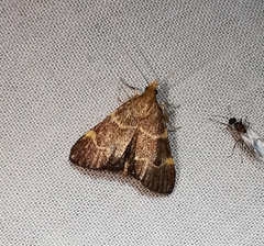 Hypsopygia rubidalis