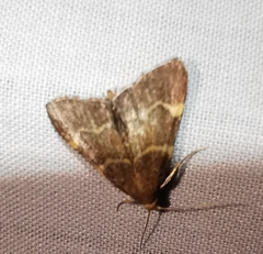 Hypsopygia rubidalis