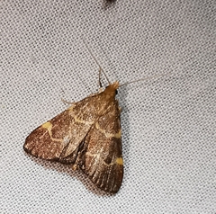 Hypsopygia rubidalis