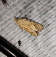 Cochylimorpha meridiana