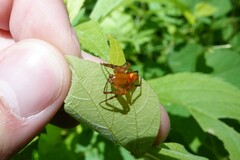 Araneus iviei