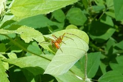 Araneus iviei