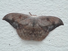 Oxytenis modestia