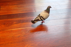 Columba livia domestica