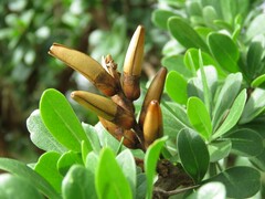 Fouquieria formosa