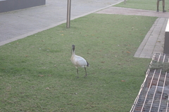 Threskiornis molucca