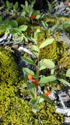 Northern Comandra (Geocaulon lividum)