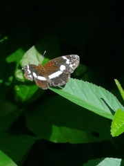 Castilia