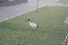 Threskiornis molucca