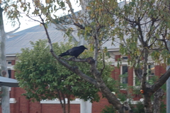 Corvus coronoides