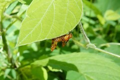 Araneus iviei