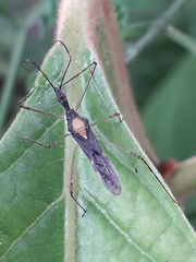 Zelus illotus