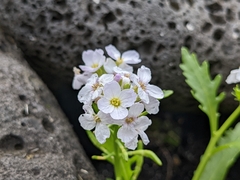 Cakile arctica