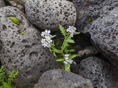 Cakile arctica