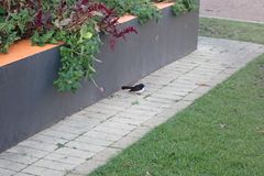 Rhipidura leucophrys