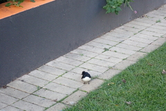 Rhipidura leucophrys