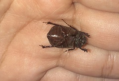 Oxygrylius ruginasus