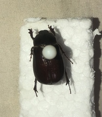 Oxygrylius ruginasus