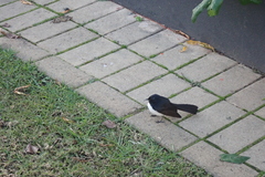 Rhipidura leucophrys