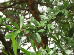Fouquieria formosa