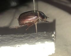 Oxygrylius ruginasus