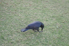 Corvus coronoides