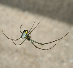 Leucauge argyrobapta