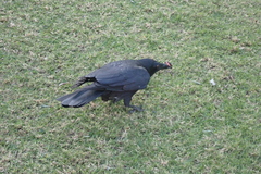 Corvus coronoides