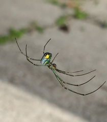 Leucauge argyrobapta